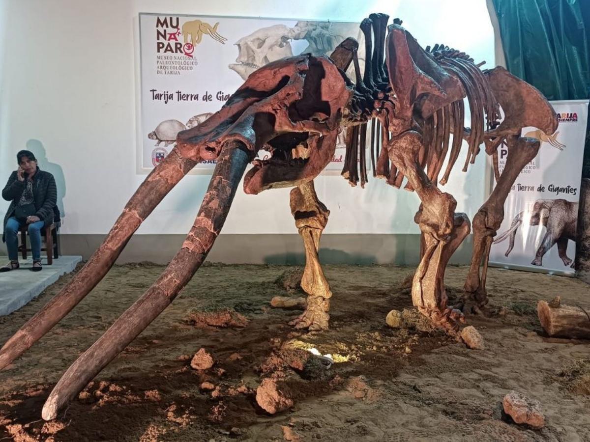 Exploration and education: the multiple functions of the museum