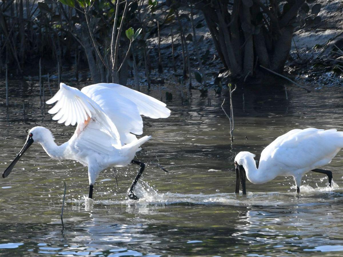 Birding