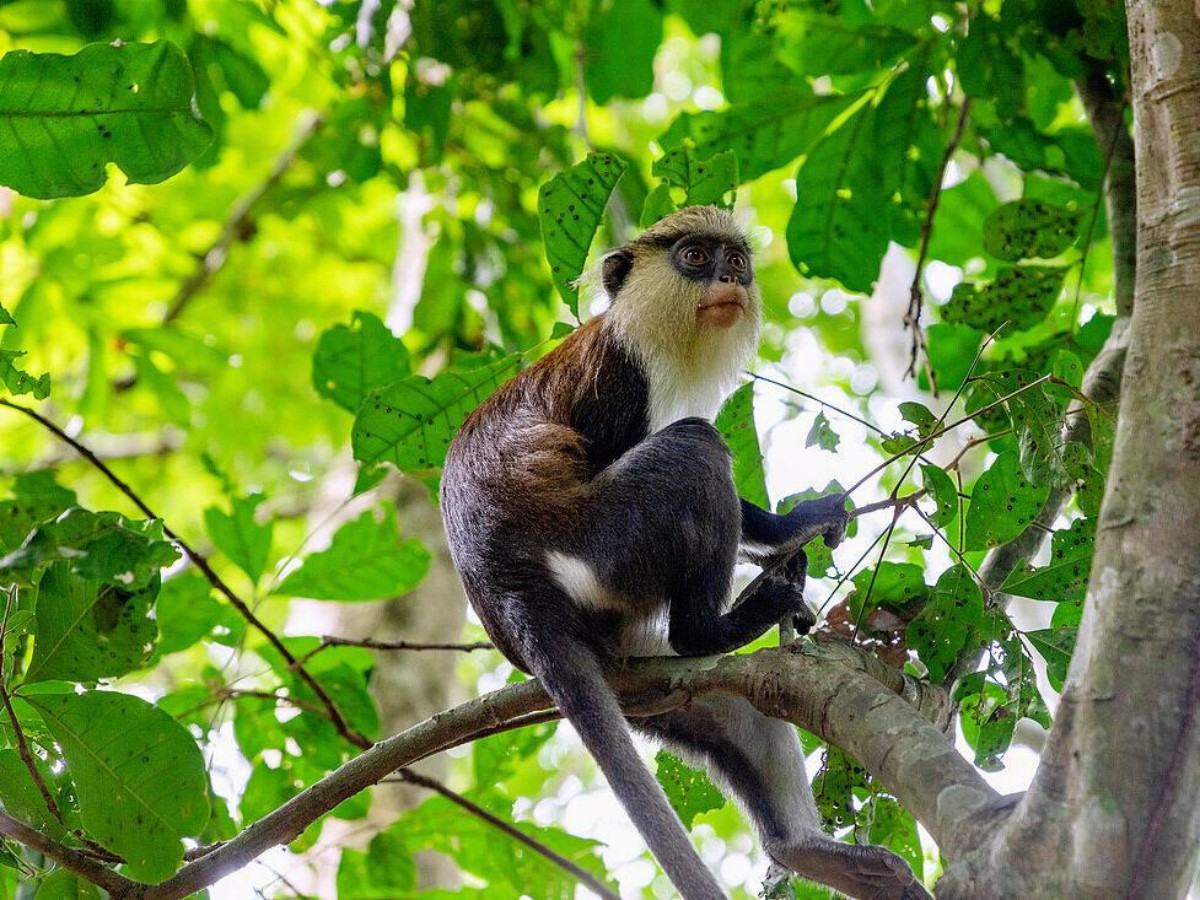4. Respect the "social distance" of monkeys
