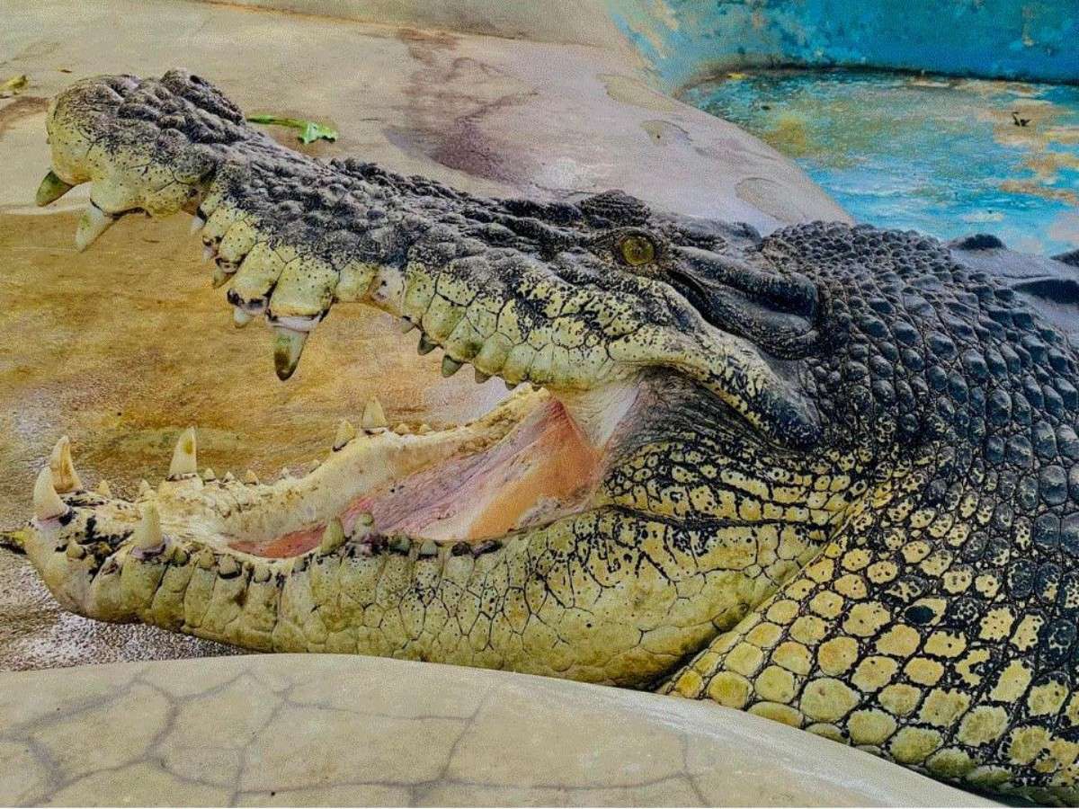 What is Davao Crocodile Park like?