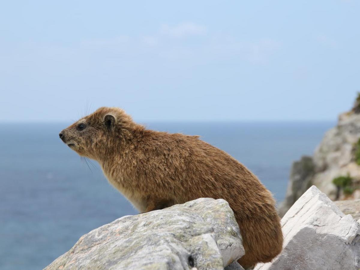Wildlife in Cape of Good Hope