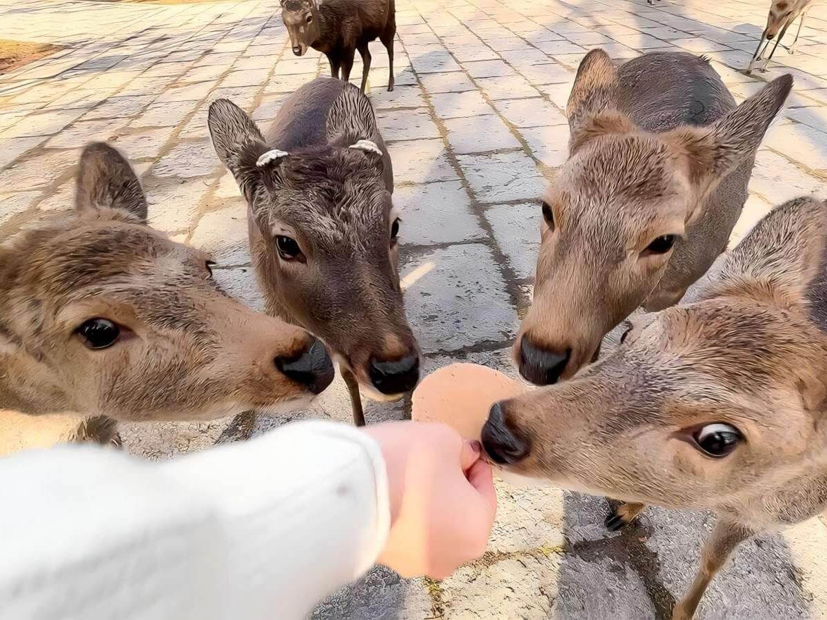 Tips for interacting with deer
