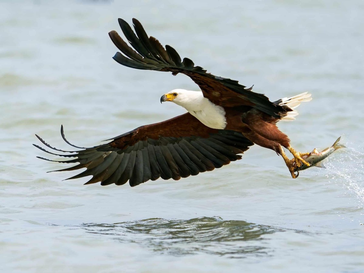 Nature’s Blessing: Thousands of Creatures in an Ecological Paradise