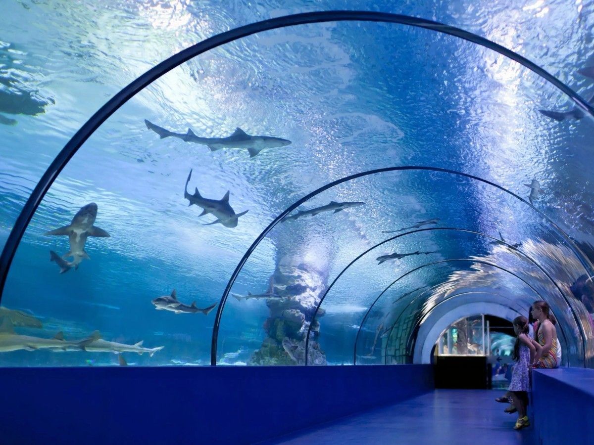 1. Enter the center stage of the ocean: "Pacific Ring of Fire" theme exhibition area