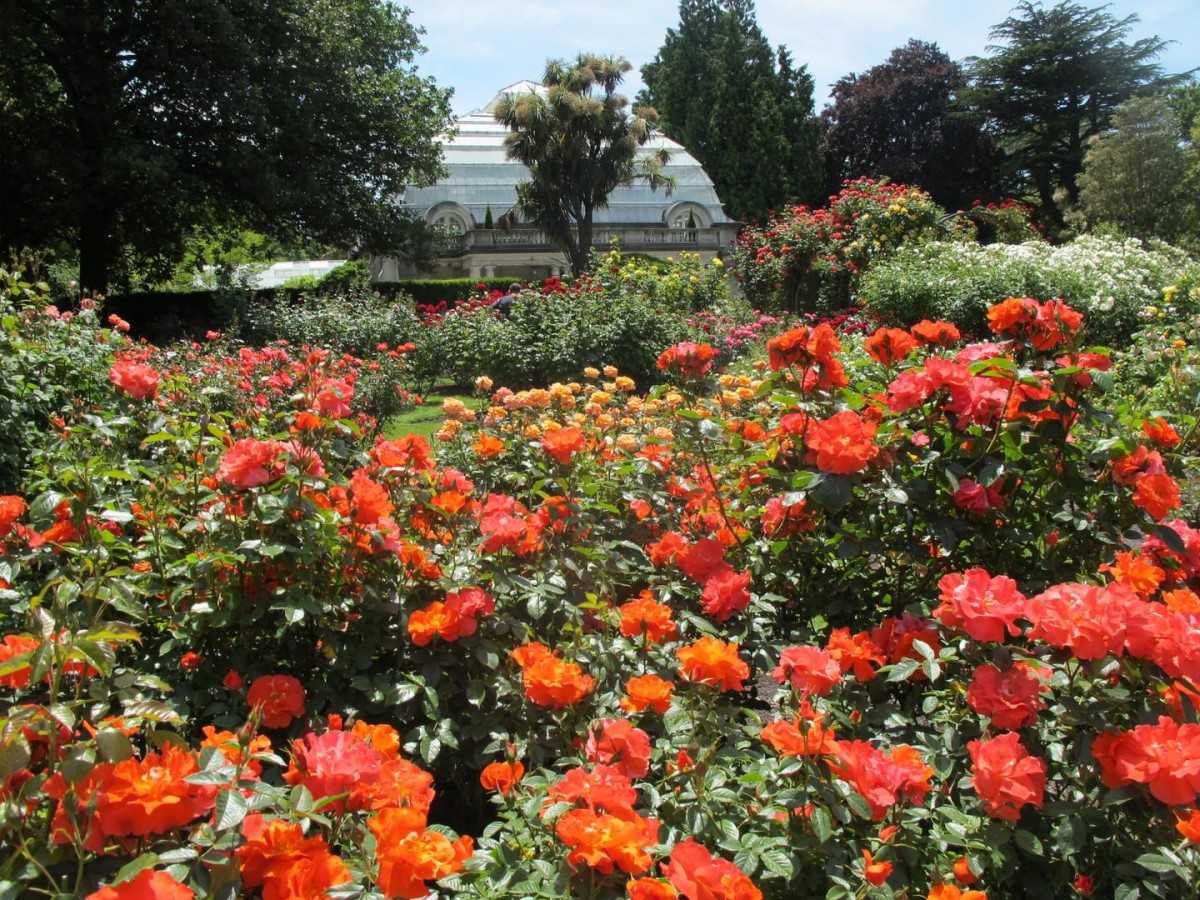 There are many varieties of roses, each with its own characteristics