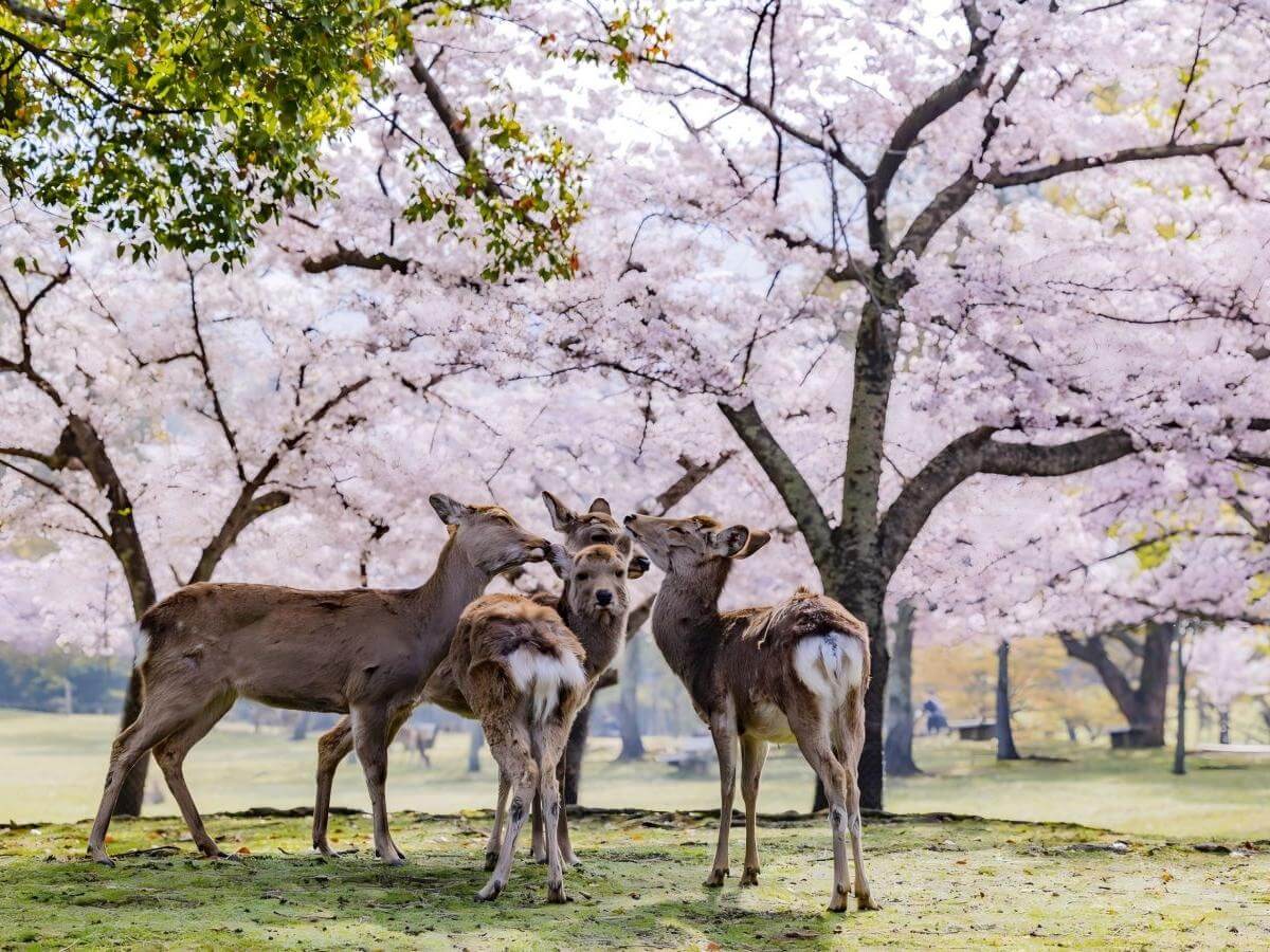 The beauty of the four seasons: a changing picture of nature