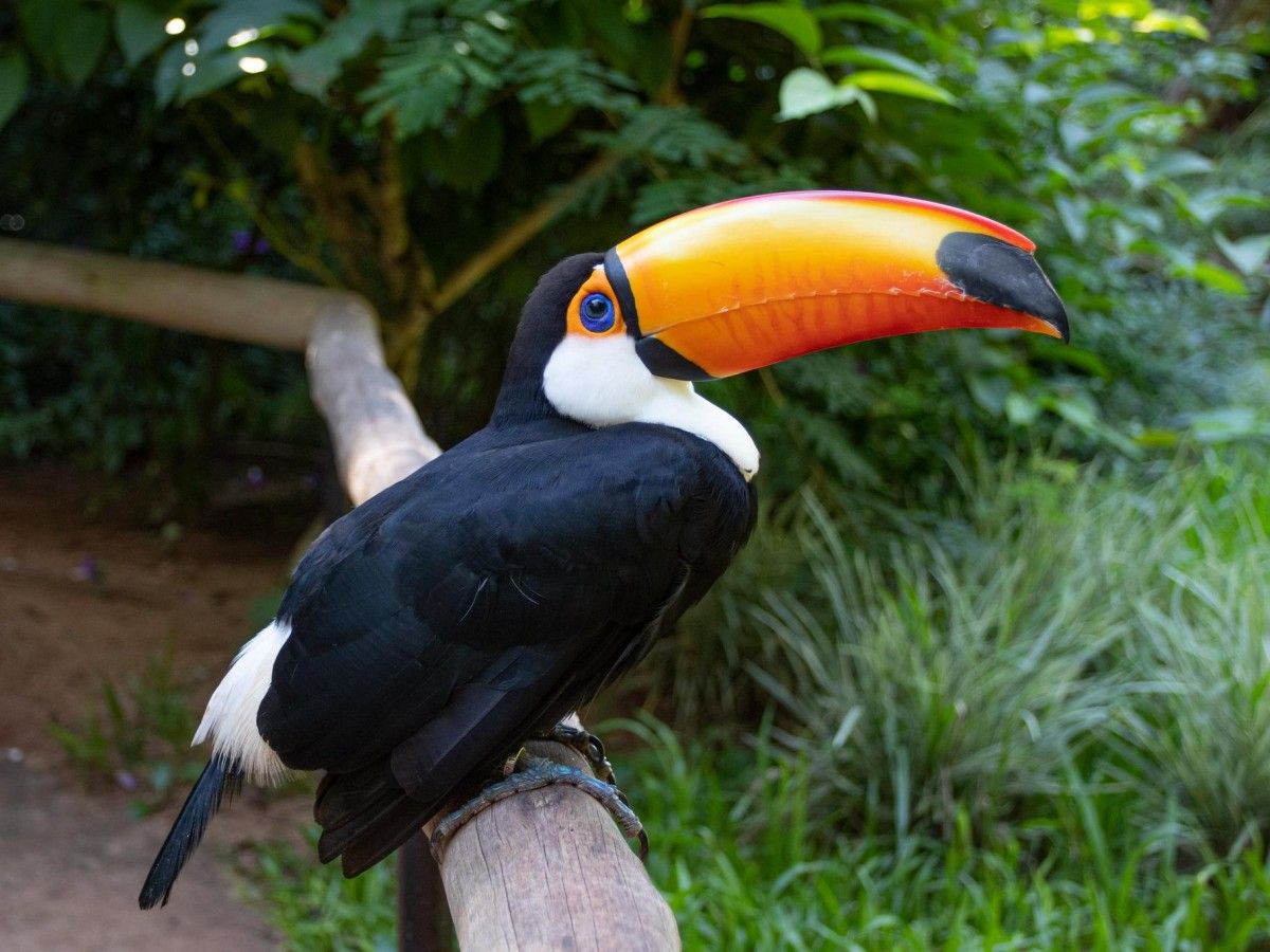 How did this aviary come about?
