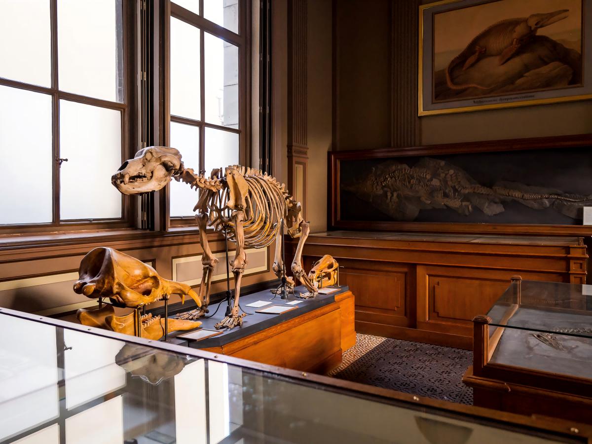 Natural Science Exhibition Area: Life Exploration Through Time and Space