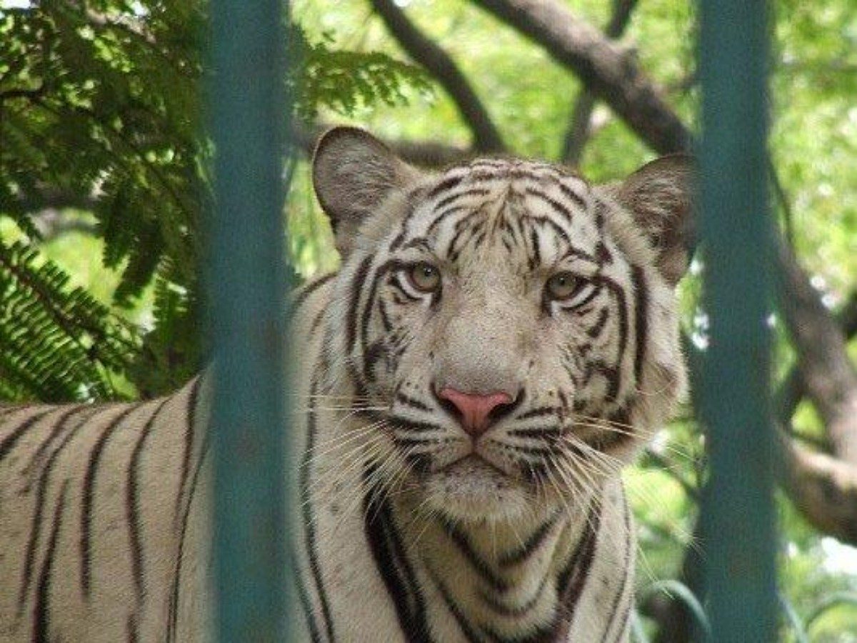 Mysterious White Tigers: The Stunning Legend of the Snow-White Hunters