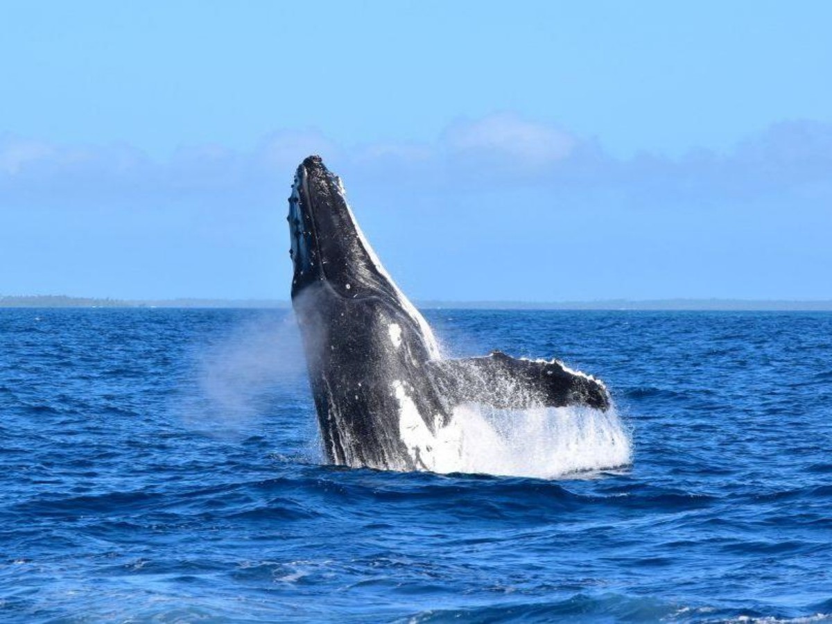 How to watch whales safely and environmentally?