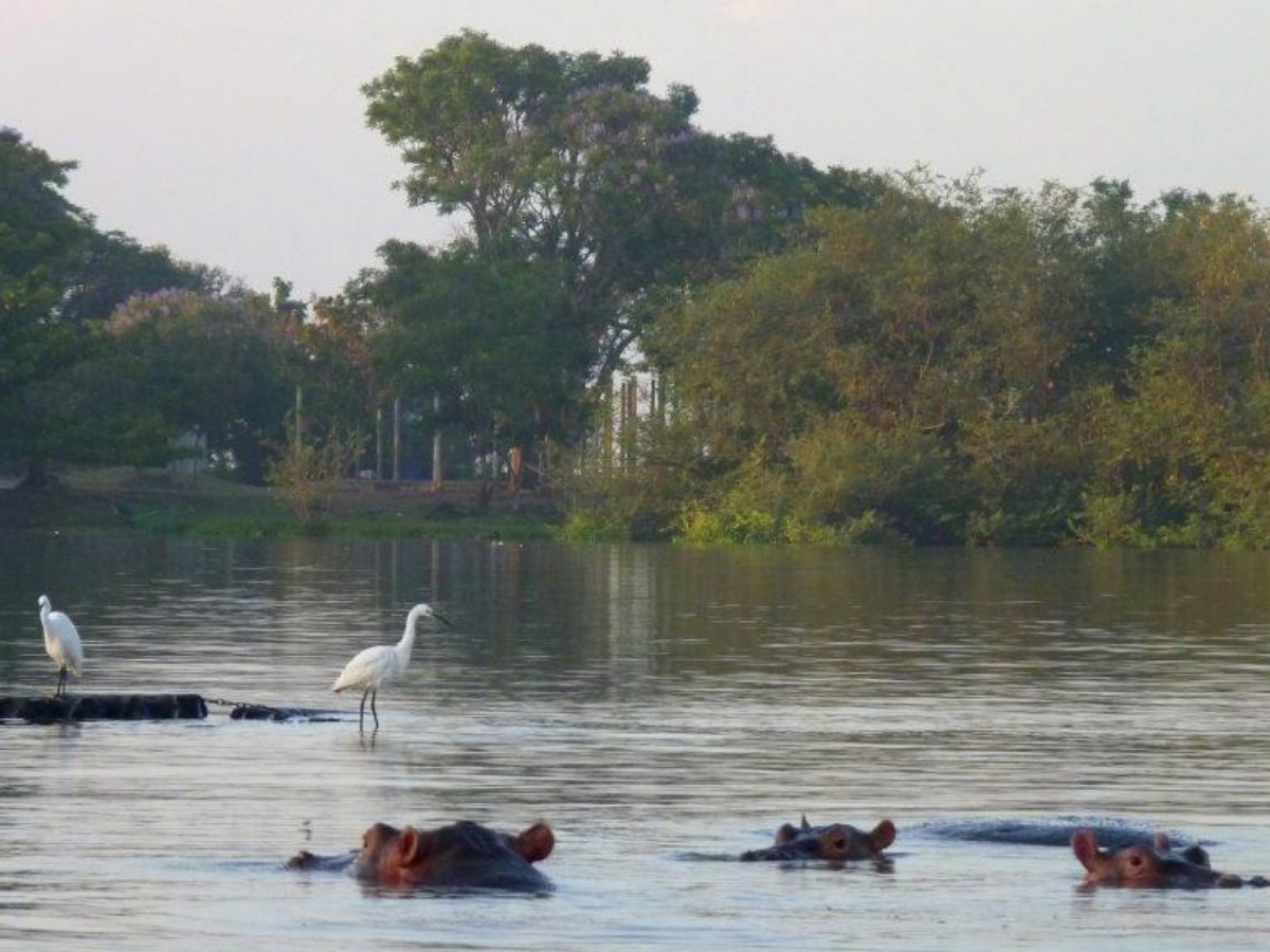 Fishermen's hippopotamus wisdom