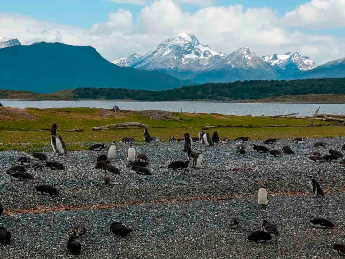 Penguin Encounters: A Marvelous Encounter at the Edge of Antarctica
