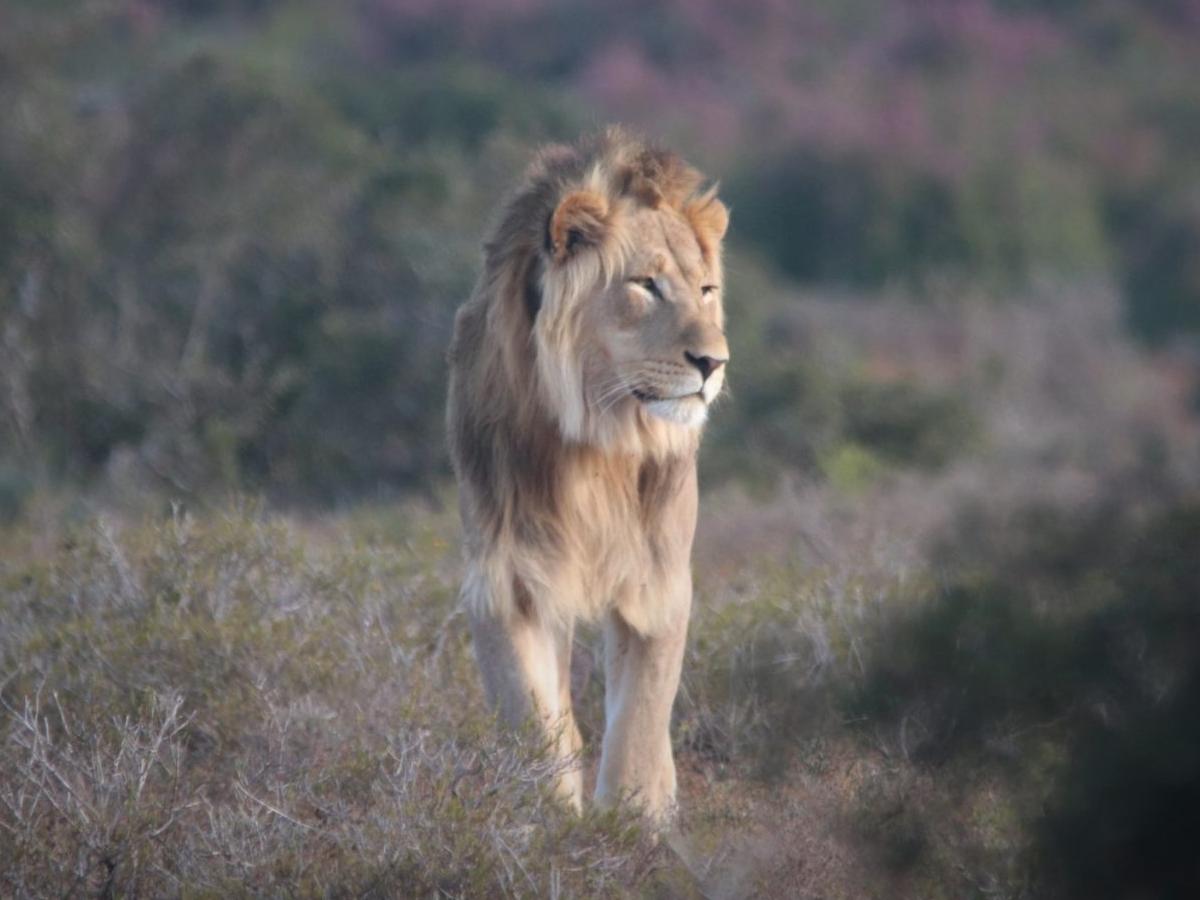 Getting close to the wildlife