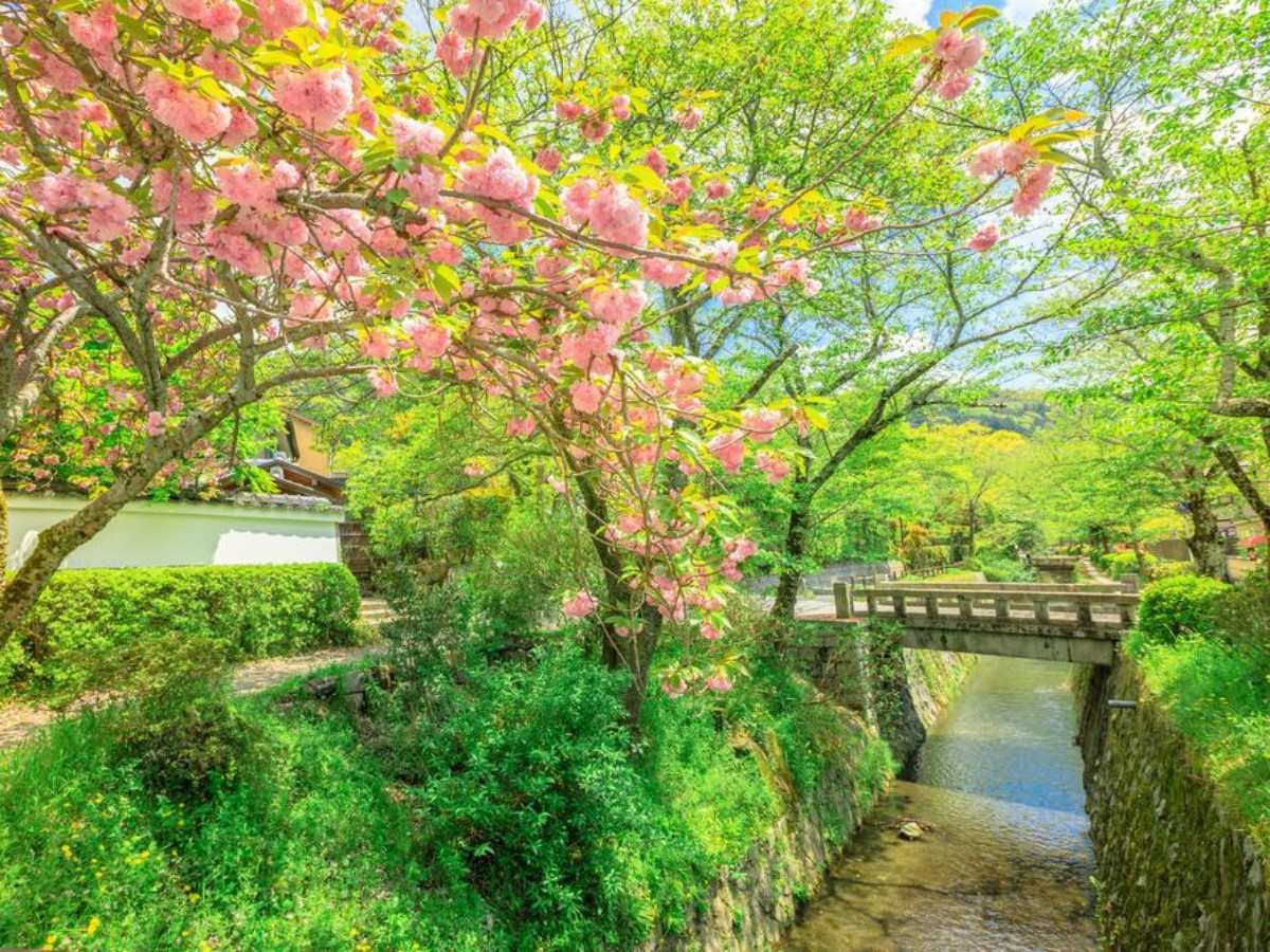 3. Summer Green Tranquility: A quiet and green time to escape the summer heat