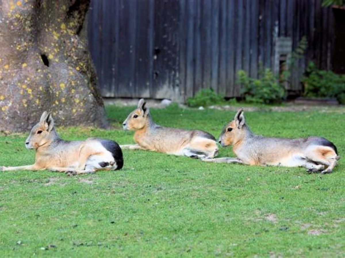 "One-day experience of animal caregiver": let you become an animal guardian