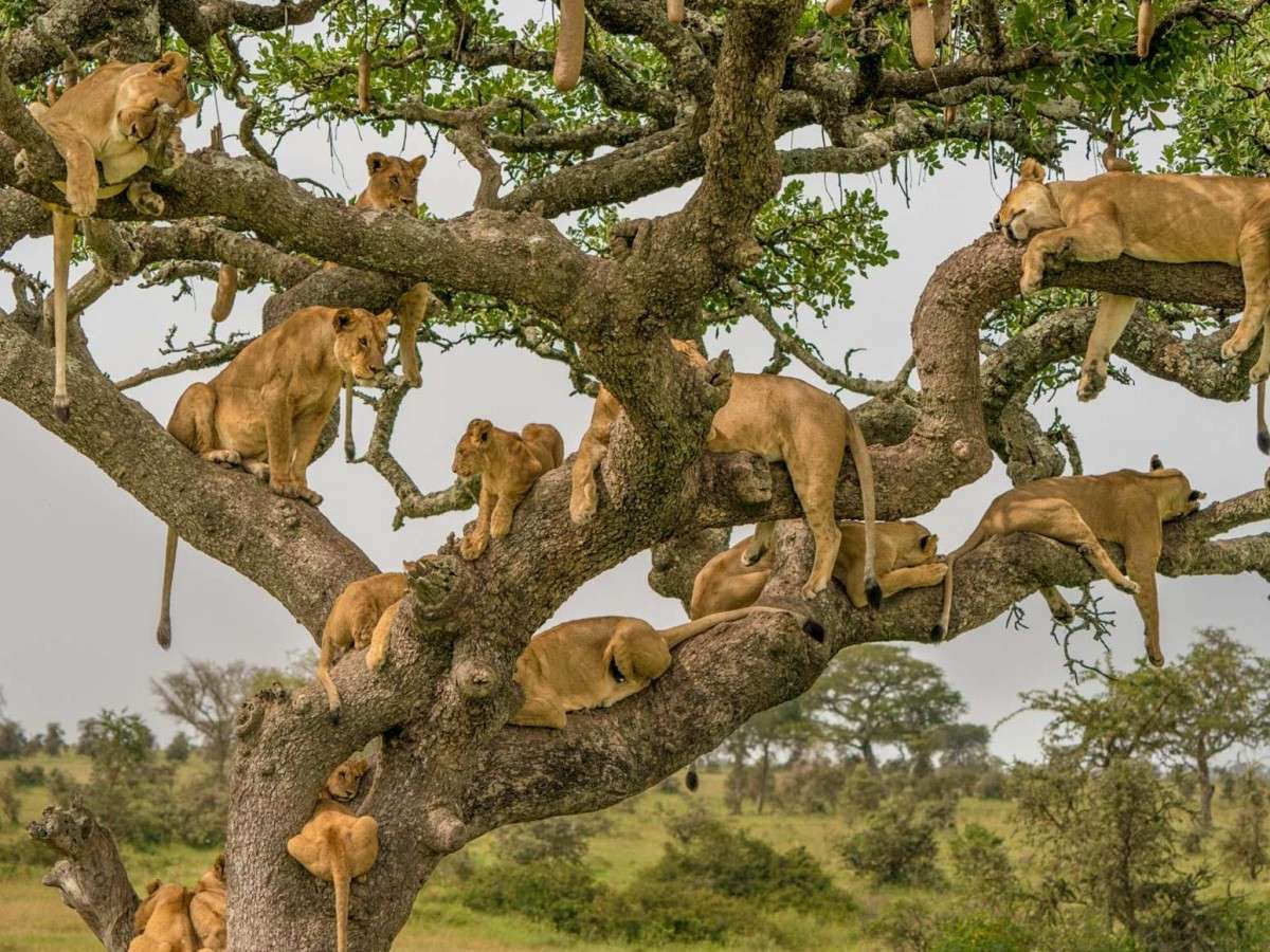 Attractions featured: Must-see highlights of the Serengeti