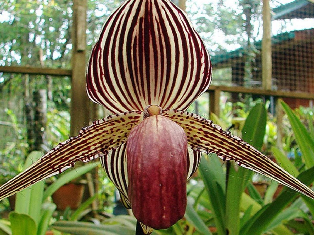 Paphiopedilum rothschildianum