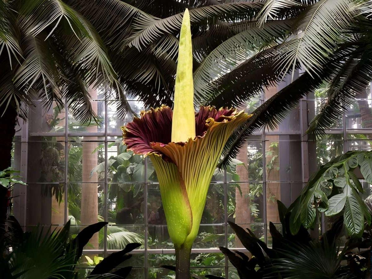 Amorphophallus titanum