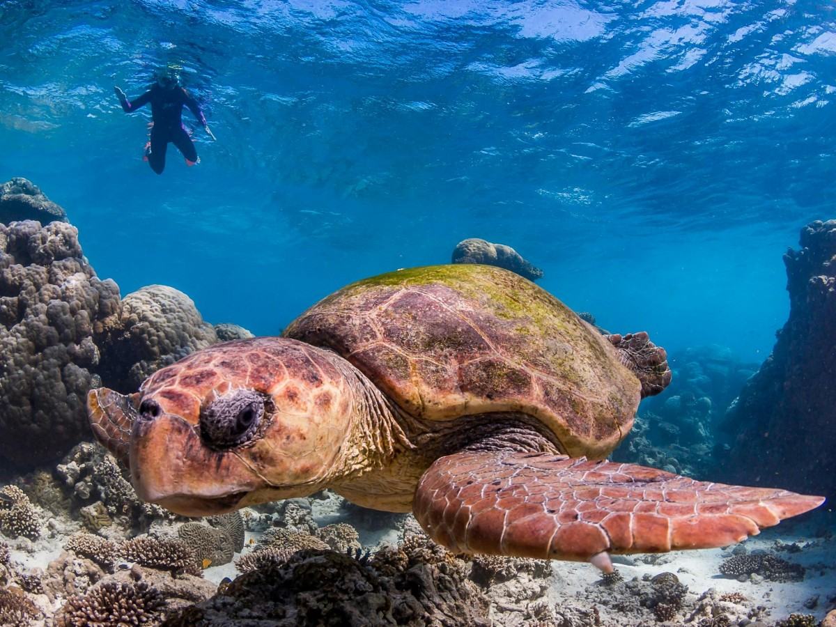 Undersea Wonder 4: Turtle Channel