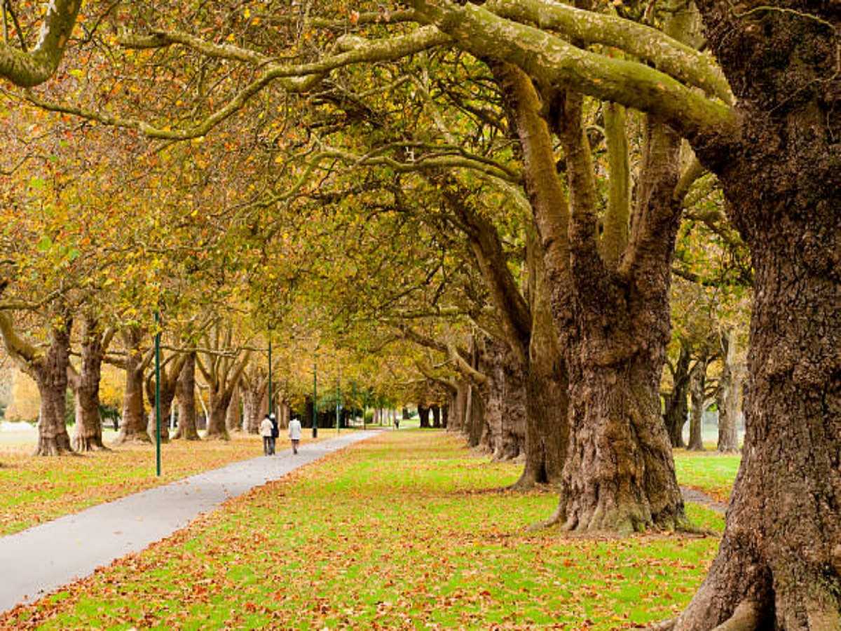 A poetic walk on the boulevard, every step is a scenery