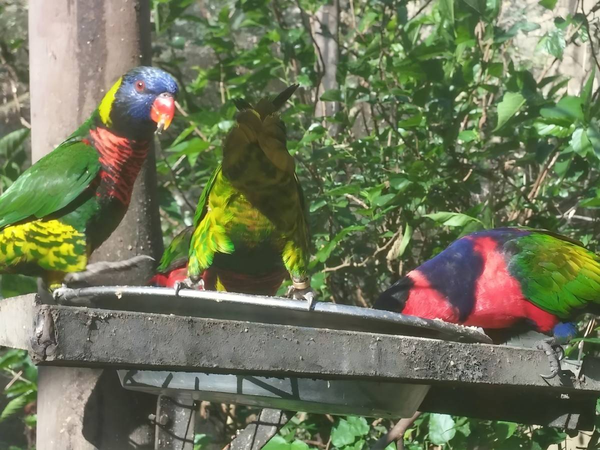 The Magic of Umgeni River Bird Park