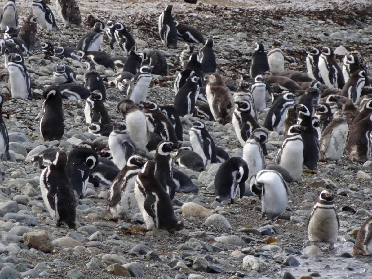 Cultural story: From the great voyage to the ecological war