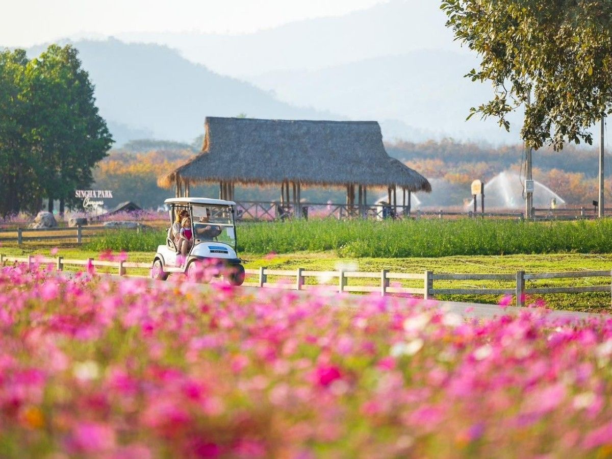 Stop 4: Cycling through the tea plantations, enjoying Chiang Rai's tranquil greenery.