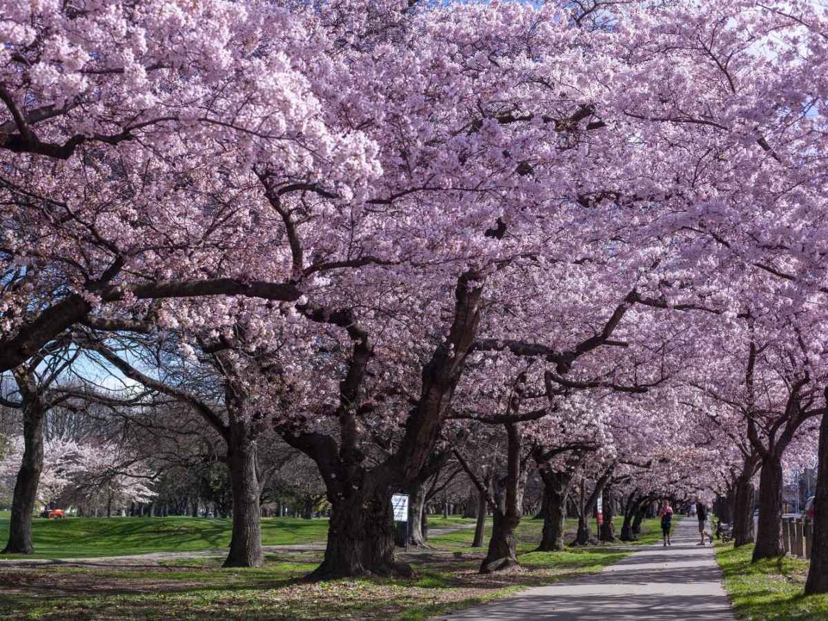 Strolling through the sea of ​​flowers, feeling the poetic beauty of the changing seasons