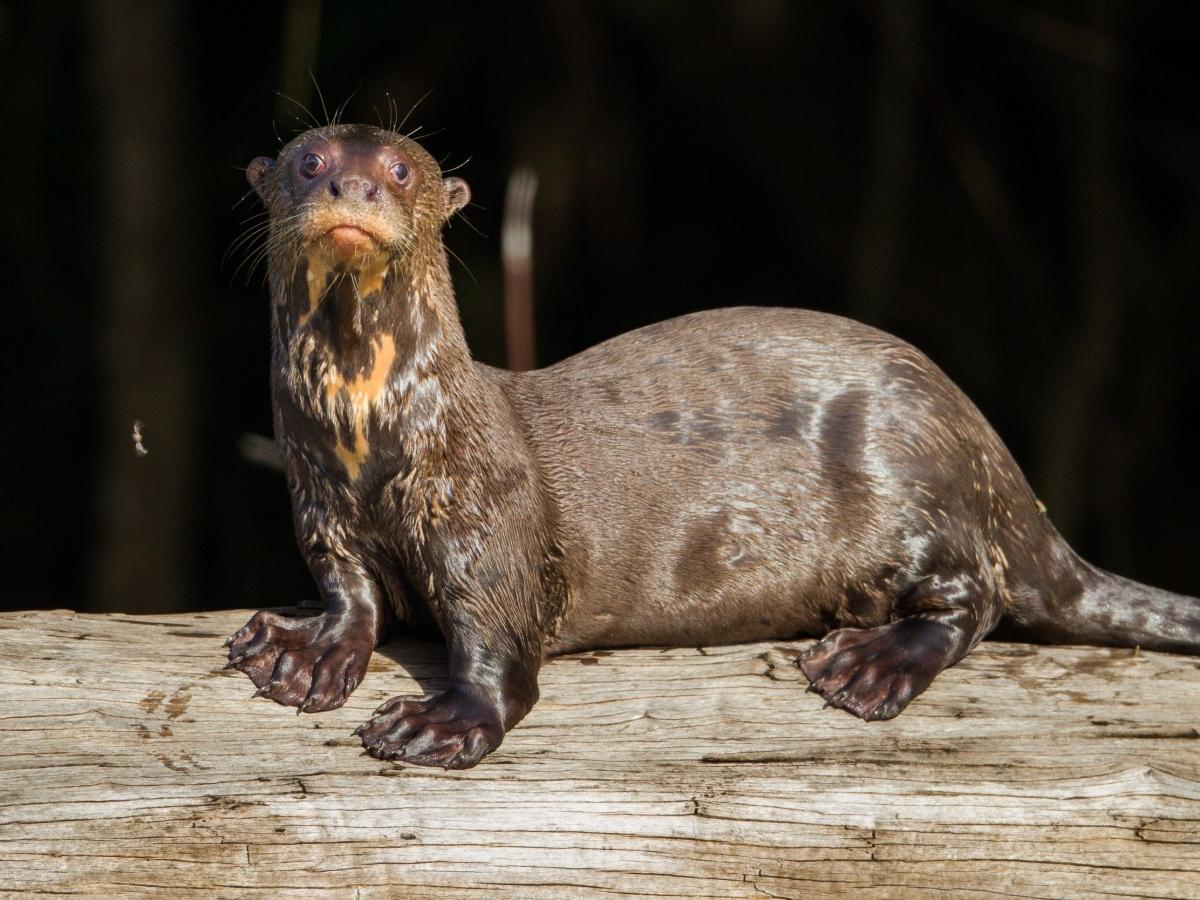 Giant Otter，Pteronura brasiliensis